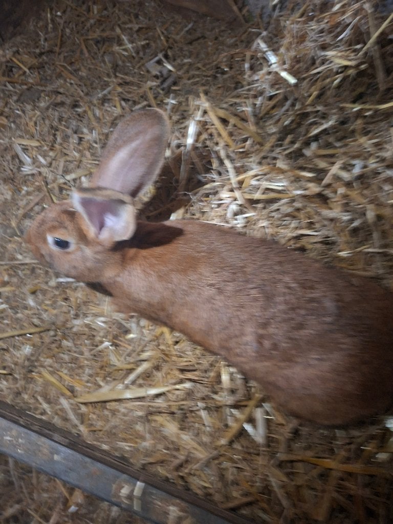 Grote konijnen, Dieren en Toebehoren, Meerdere dieren, Groot, 0 tot 2 jaar
