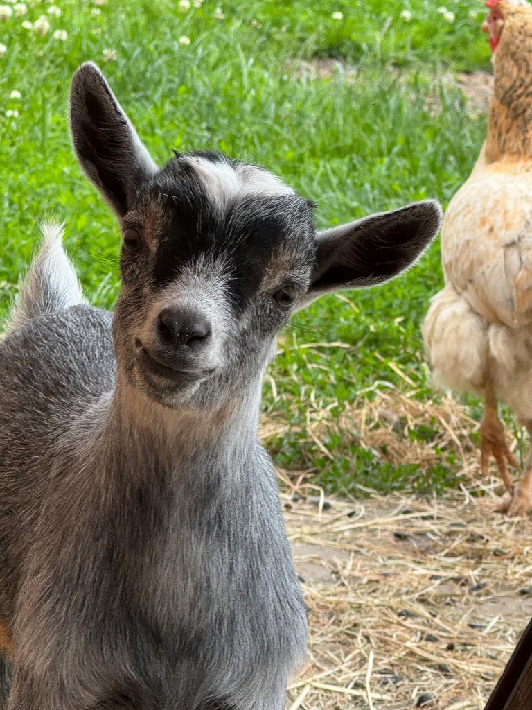 Prachtige blauwschimmel dwerggeitbokjes, Dieren en Toebehoren, Schapen, Geiten en Varkens, Mannelijk, Geit, 0 tot 2 jaar