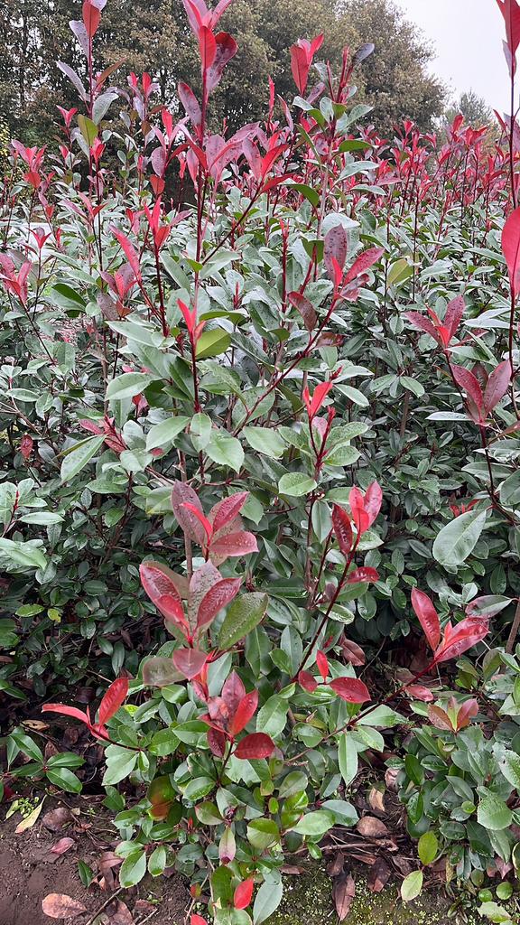 Photinia fraseri red robin | Glansmispel haagplanten, Tuin en Terras, Planten | Bomen, Ophalen of Verzenden