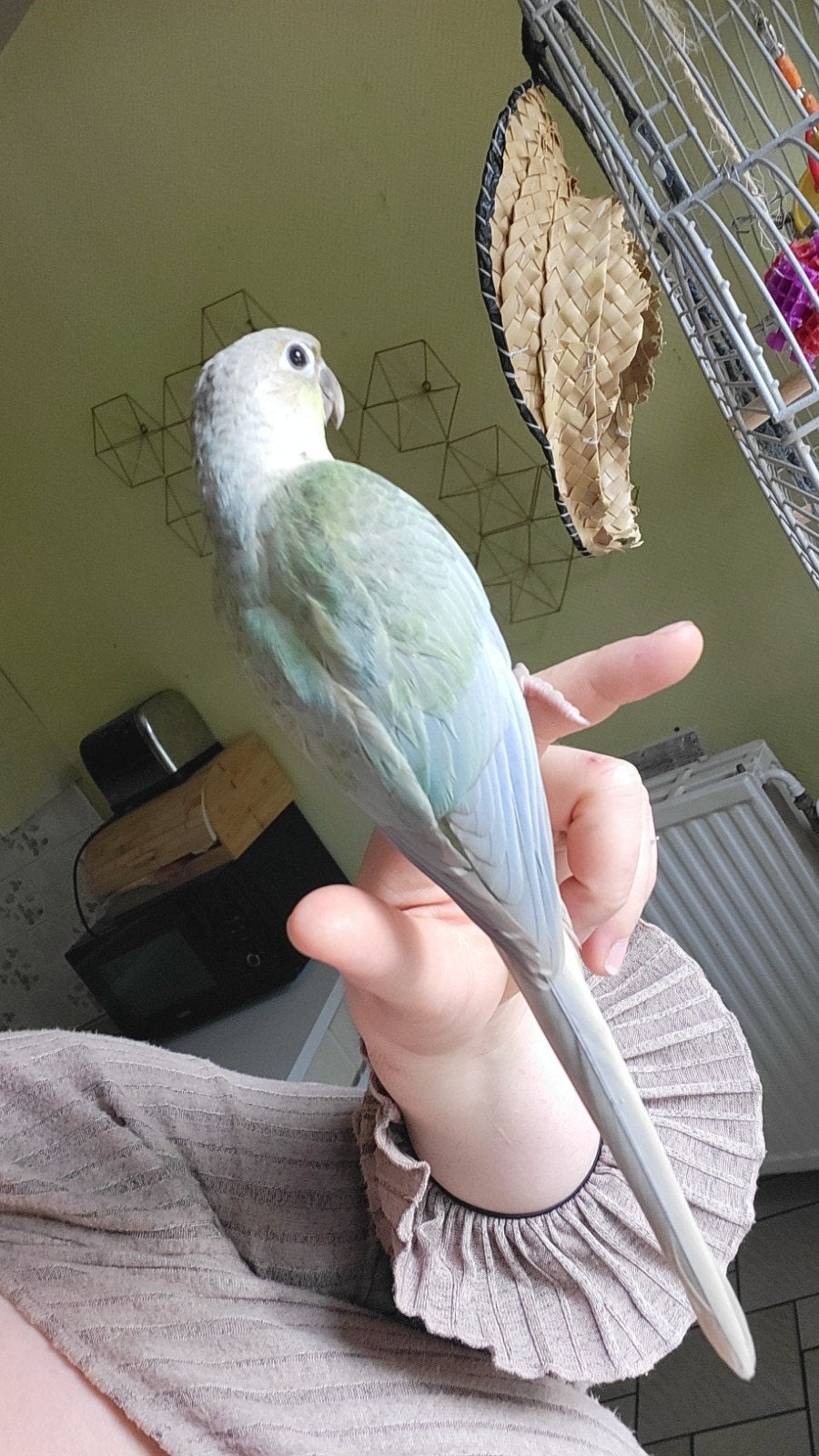 Conure opamint male, Animaux & Accessoires, Oiseaux | Perruches & Perroquets