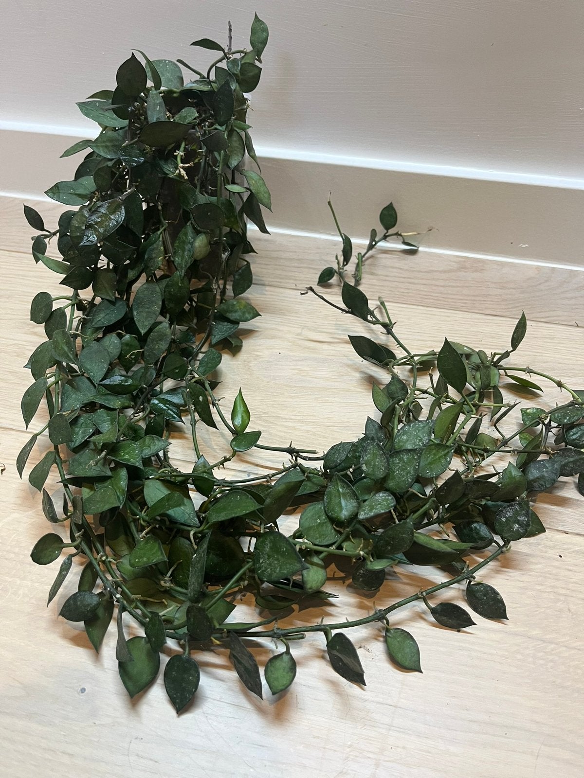 Hoya Krohniana noire grande, Maison & Meubles, Plantes d'intérieur, Enlèvement ou Envoi