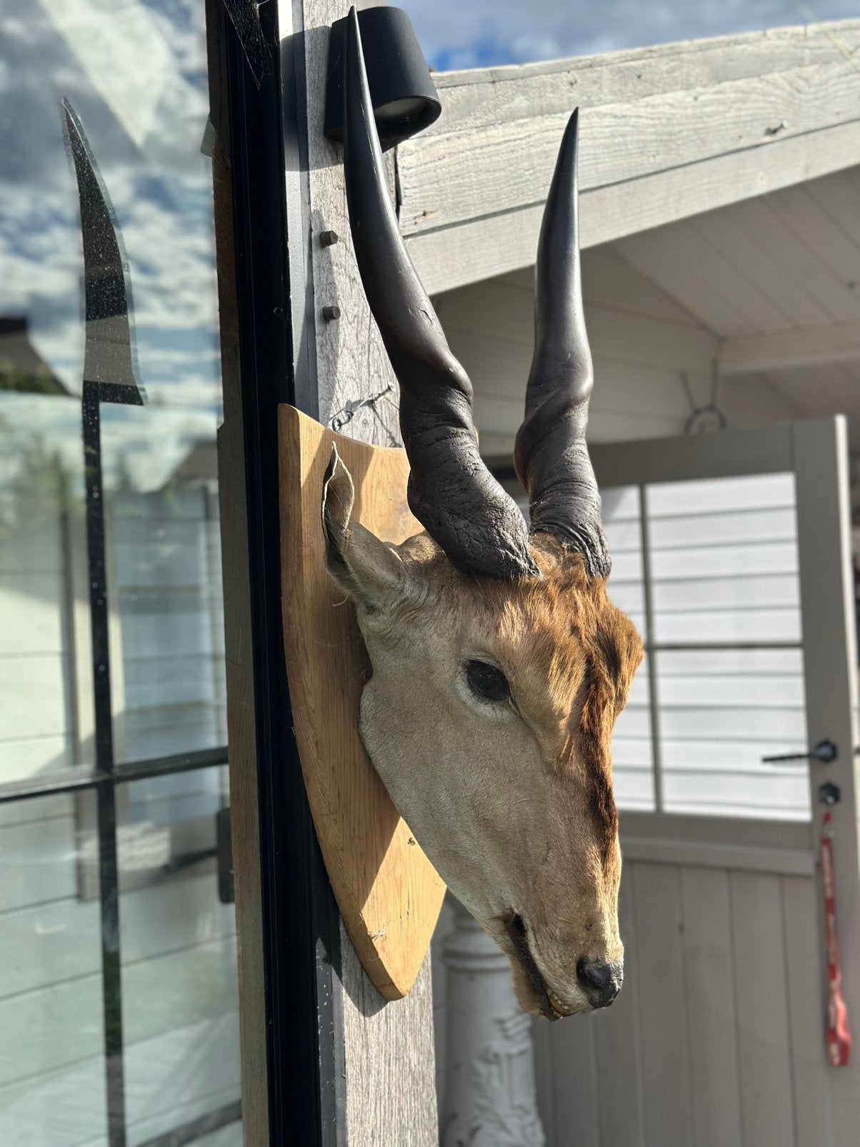 Taxidermie met schedel er in en tanden, Enlèvement