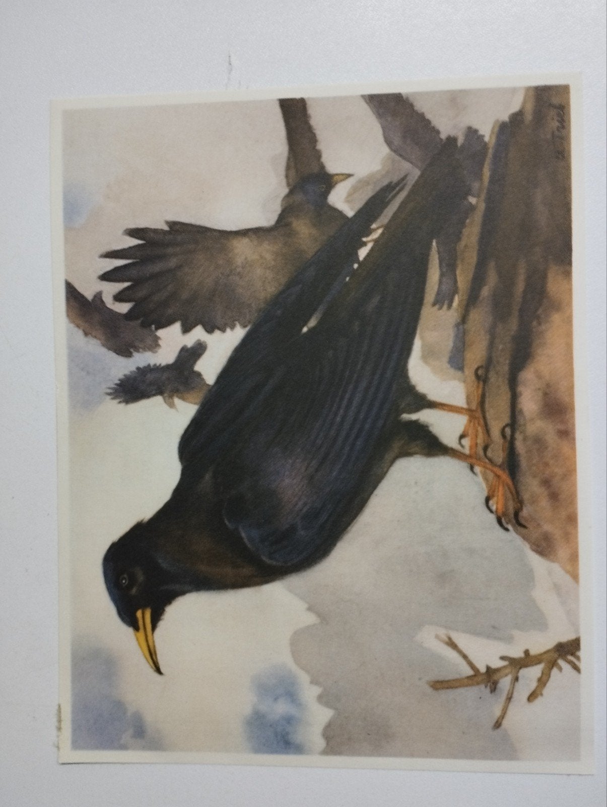 een prent over een vogel soort weet ik niet kleur verschille, Verzamelen, Ophalen, Prent