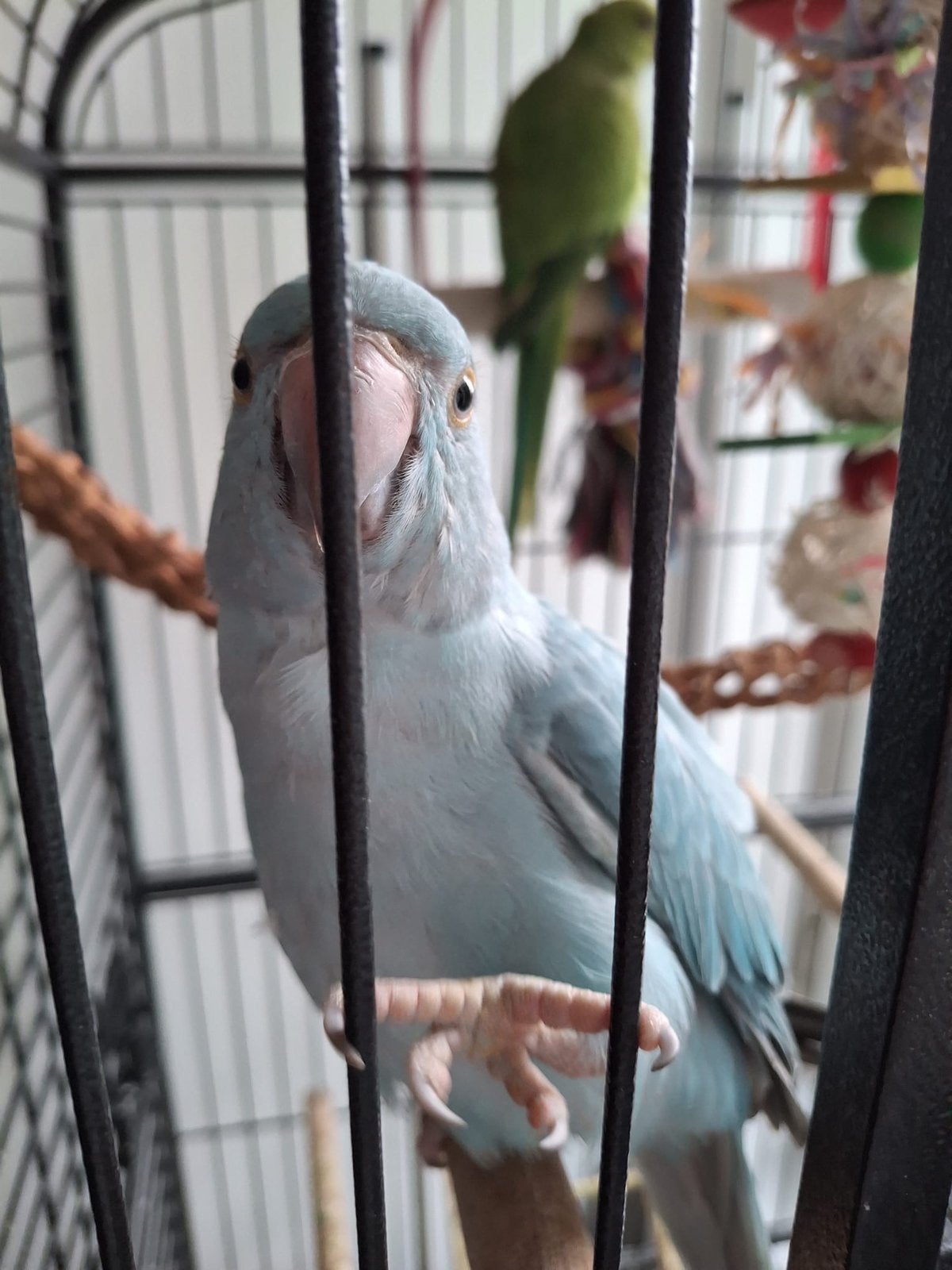 Halsband parkiet, Parkiet, Tam
