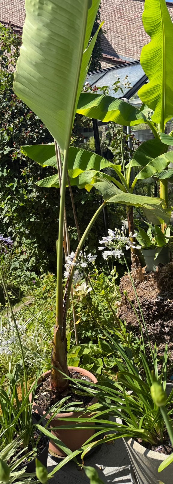 Strelitzia Nicolai, Ophalen