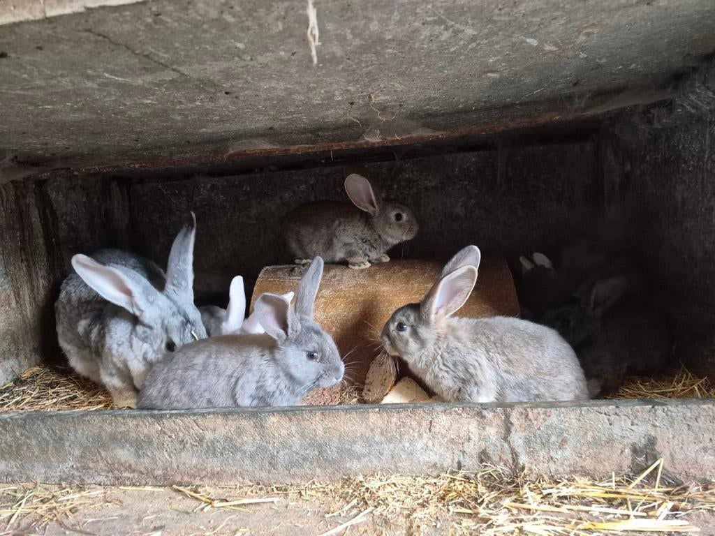 Jonge vleeskonijnen, Dieren en Toebehoren