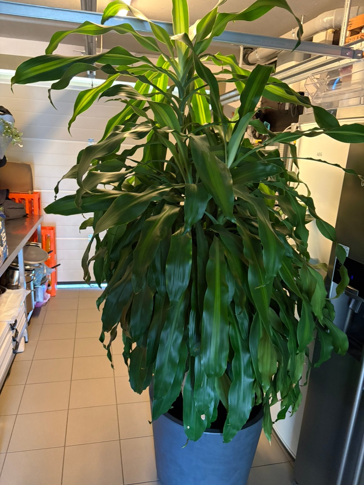 Arbre au sang de dragon. Dracaena fragrans, Autres espèces, En pot, Plein soleil, Enlèvement