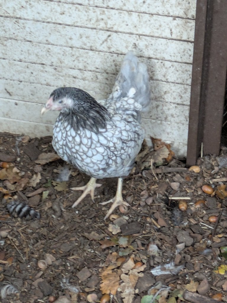 wyandotte kriel, Dieren en Toebehoren, Pluimvee