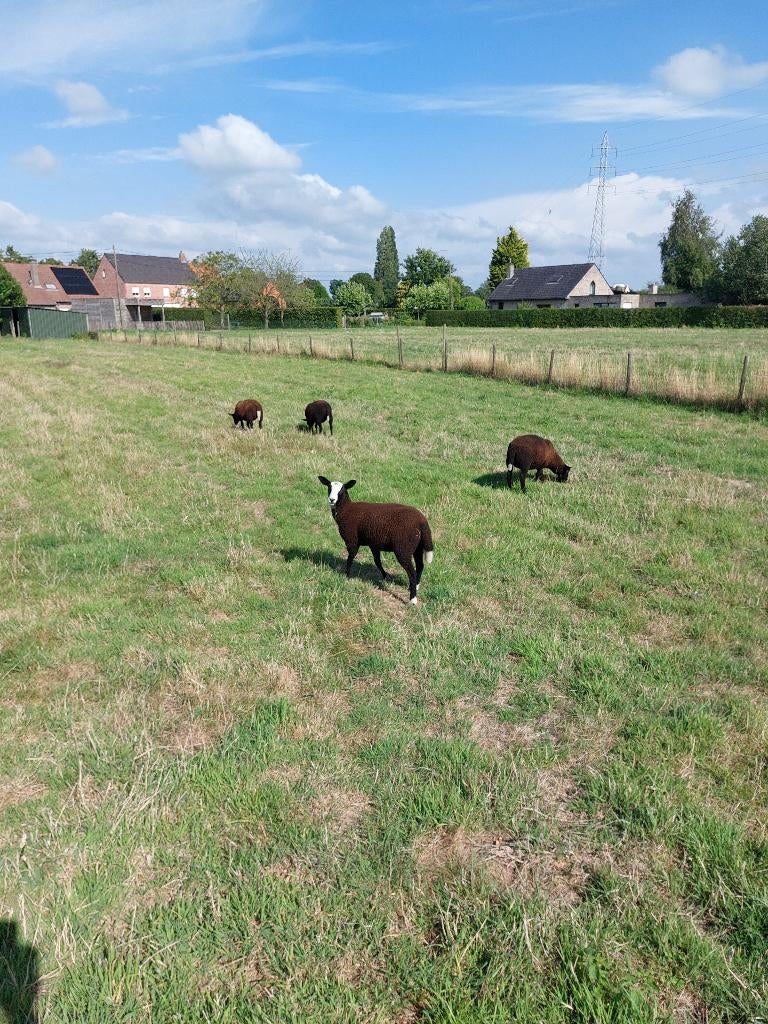 jonge schapen, Dieren en Toebehoren, Schapen, Geiten en Varkens