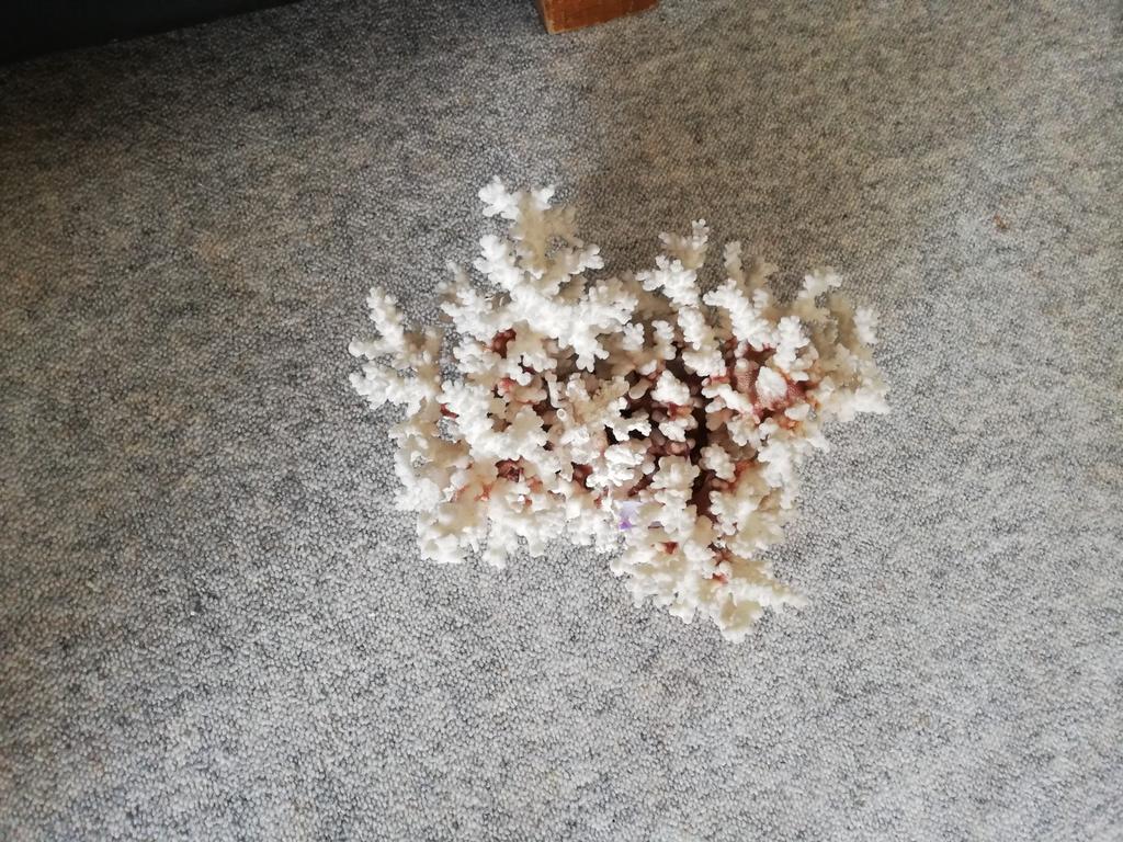 Koraalstuk, Antiek en Kunst, Ophalen