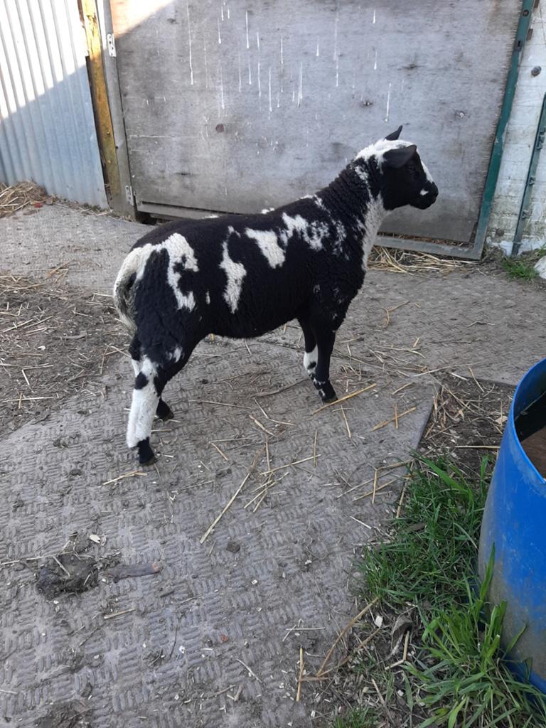 Baggerbond boklam, Dieren en Toebehoren, Schapen, Geiten en Varkens
