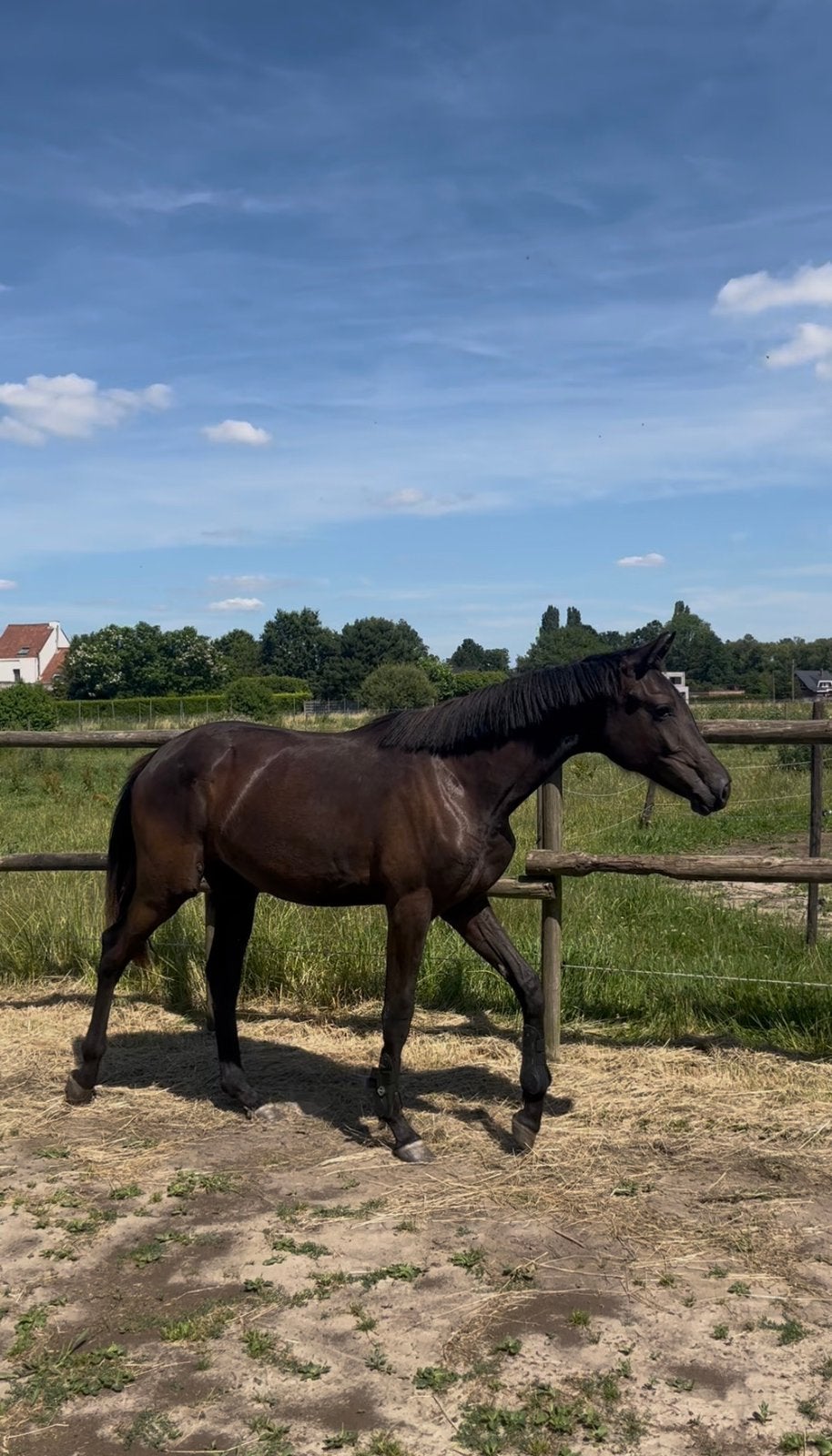 Jaarling voor de toekomst, Dieren en Toebehoren, Merrie, Met stamboom, M, Dressuurpaard