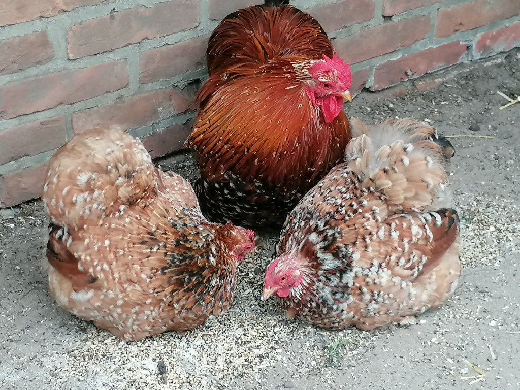 Cochin krielen, Dieren en Toebehoren, Pluimvee, Meerdere dieren, Kip