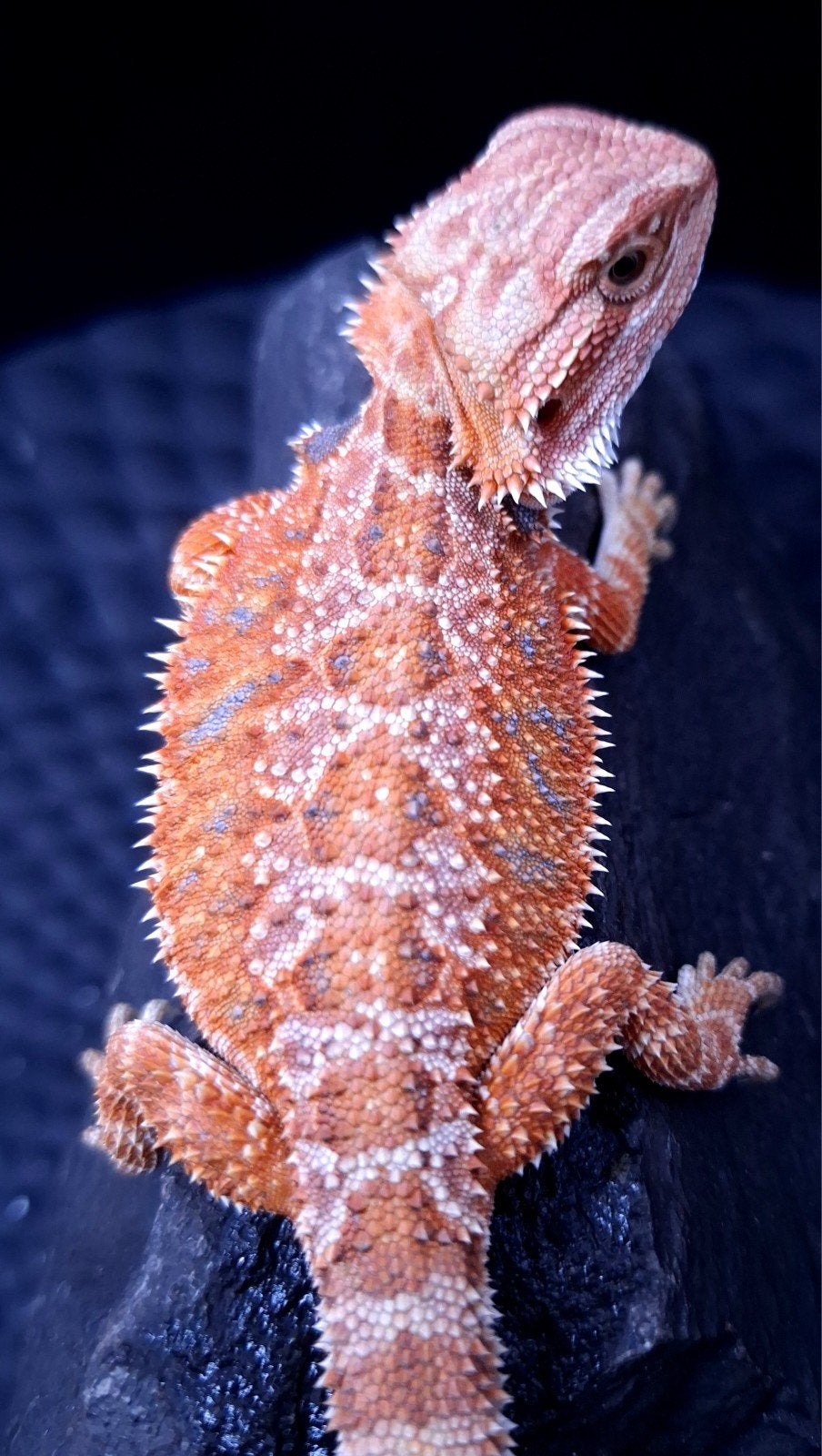 50% Red Monster Hypo het. Trans vrouw baardagaam