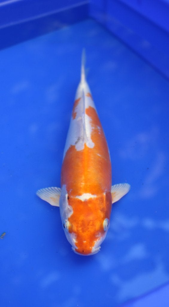 doitsu Kohaku koï, Animaux & Accessoires, Poissons | Poissons d'étang, Carpe ou Koï