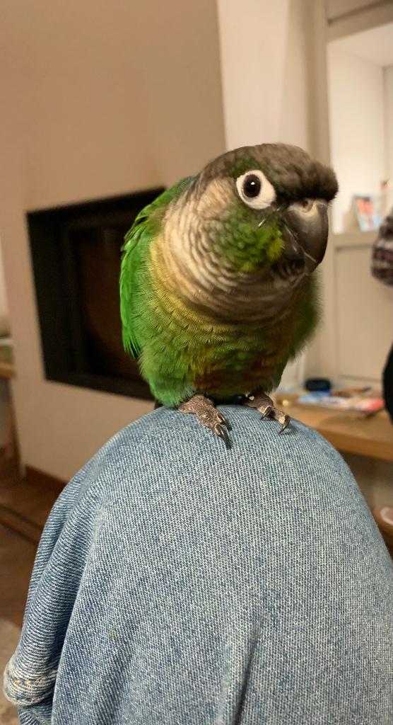 Conure Molinae, Mâle, Perroquet, Bagué
