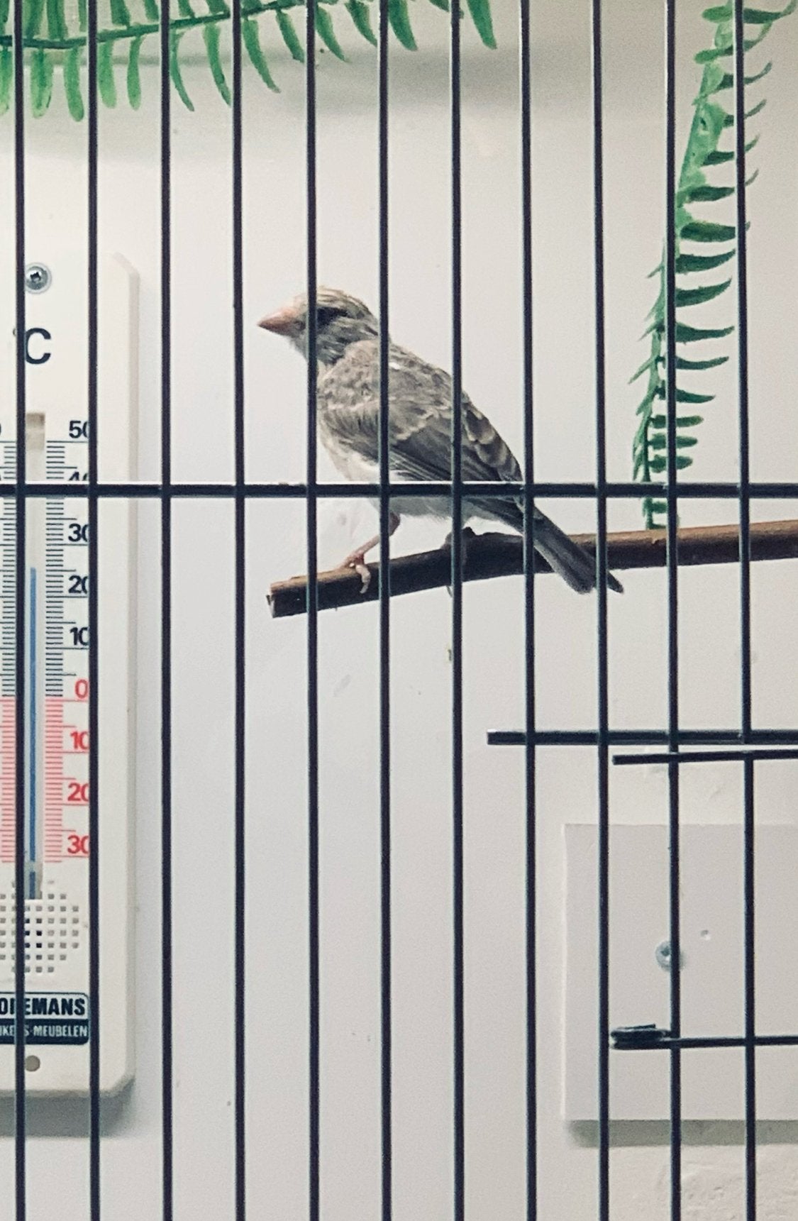 edelzanger, Dieren en Toebehoren, Geslacht onbekend
