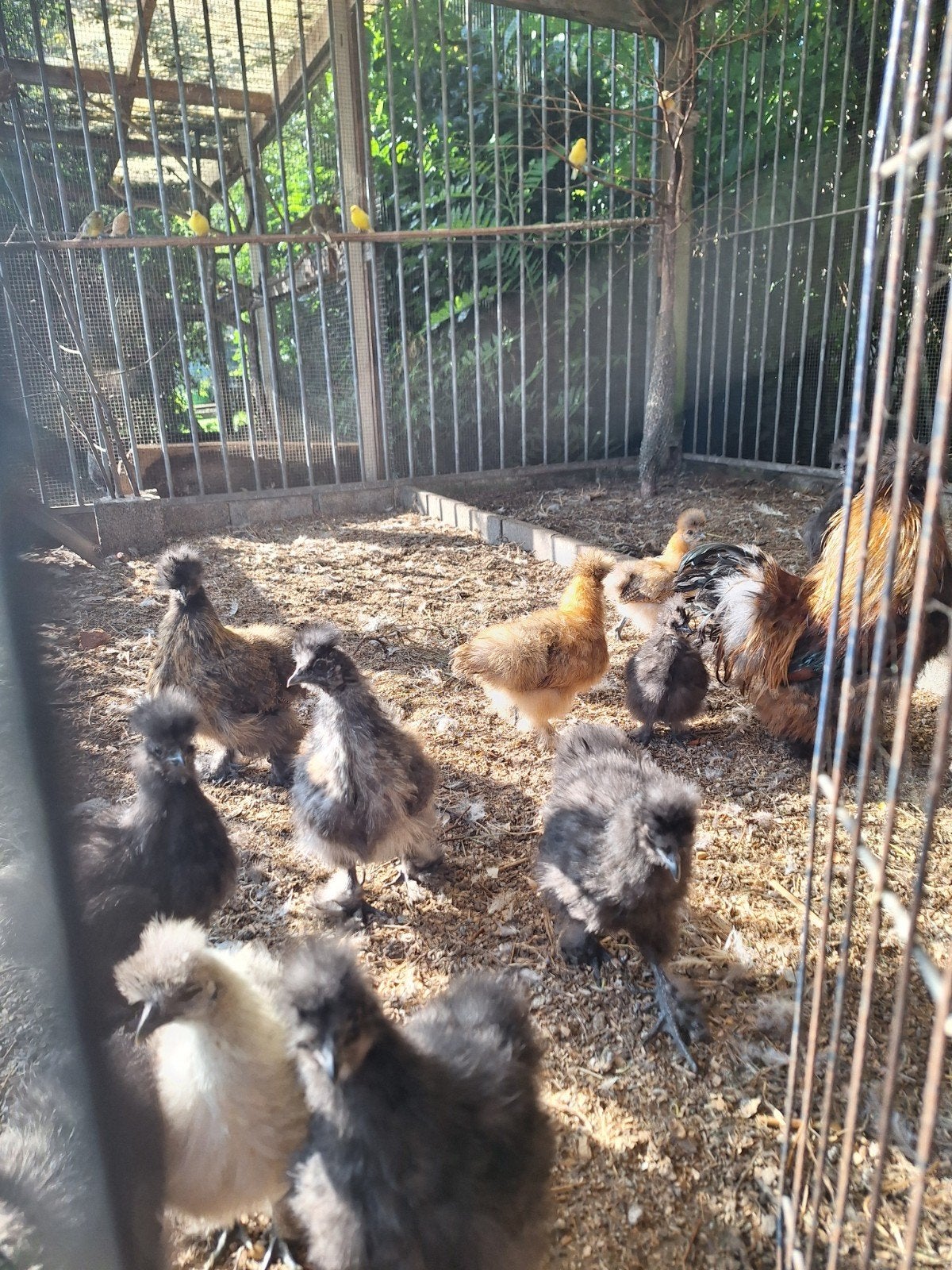 volailles à soie
