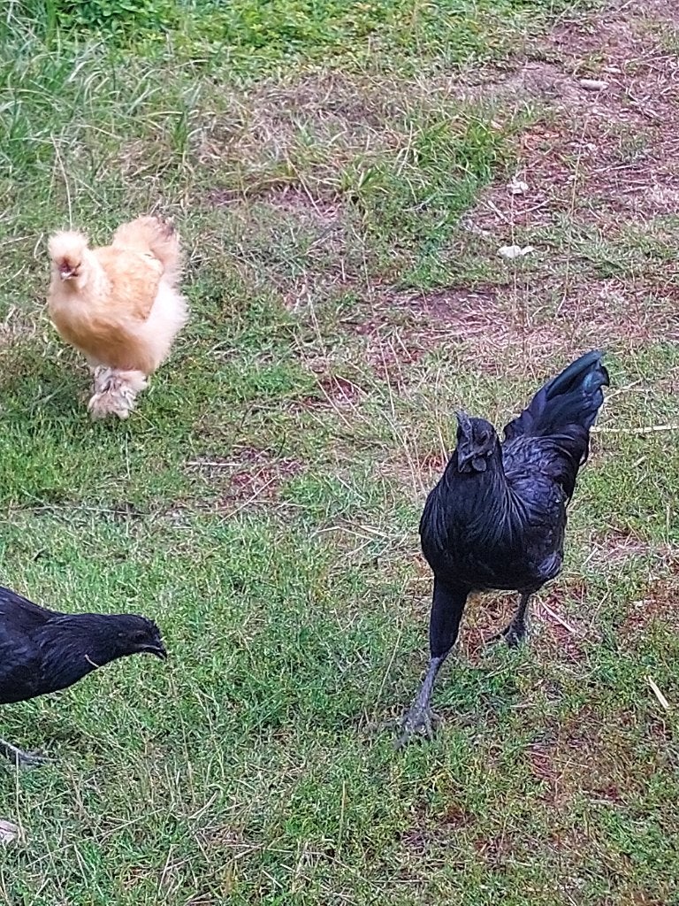Gratis haantjes, Mâle, Poule ou poulet