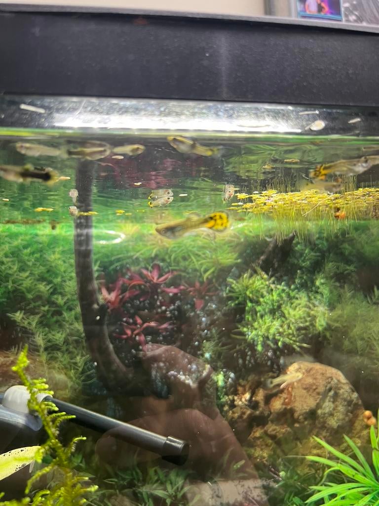 Guppy’s, Dieren en Toebehoren