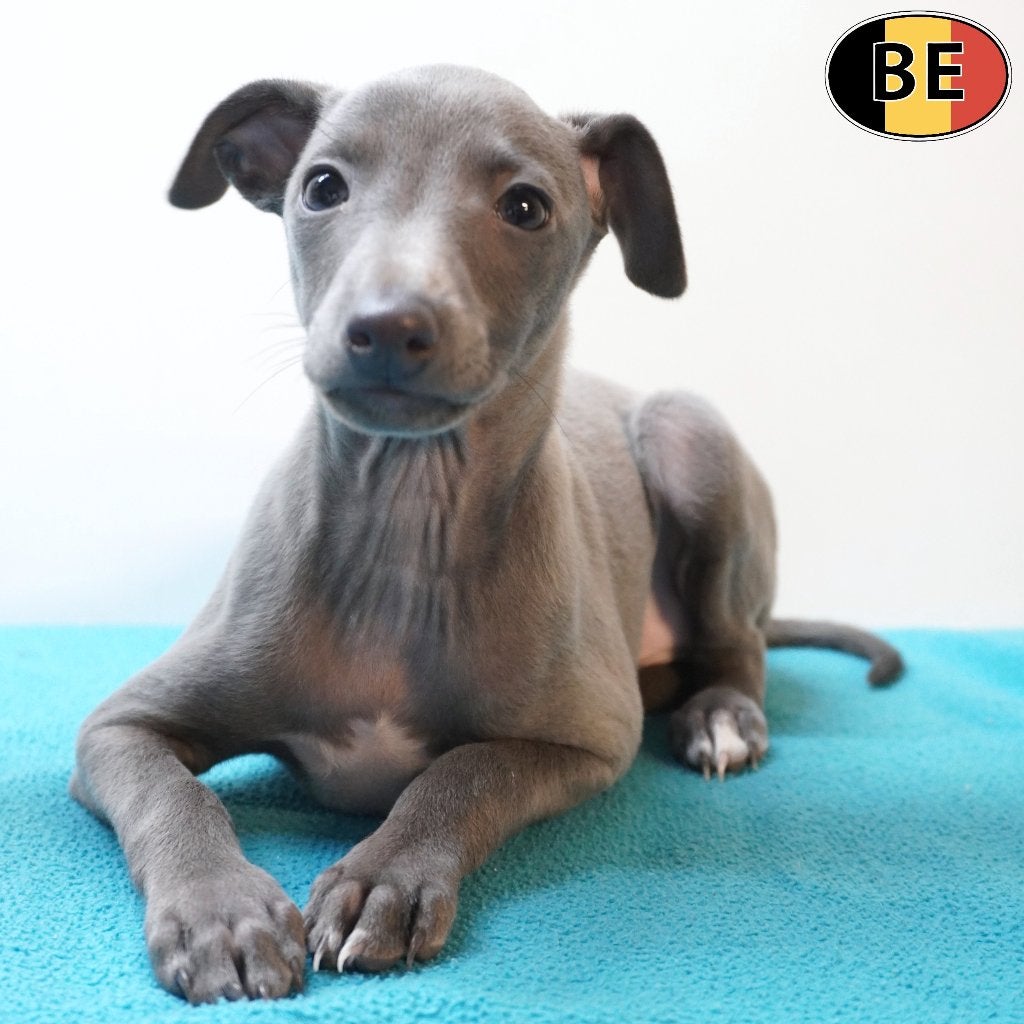 Italiaanse Windhond pups (Blauw) reutjes te koop, Dieren en Toebehoren, Honden | Windhonden, Reu, Overige rassen, Handelaar, Meerdere
