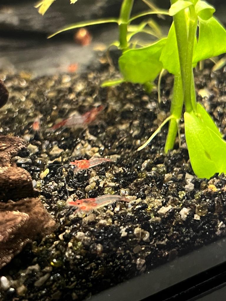Neocaridina Rilli rouge crevettes, Enlèvement