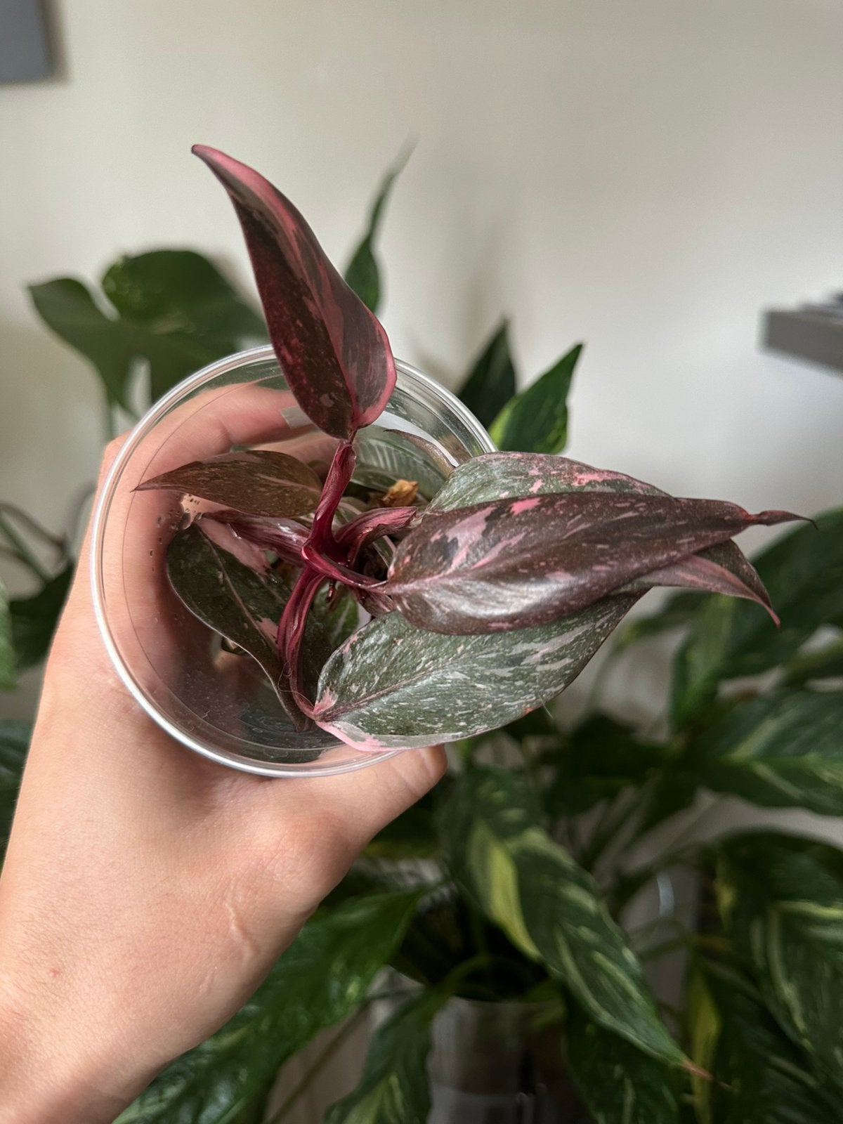Philodendron pink princess, Ophalen