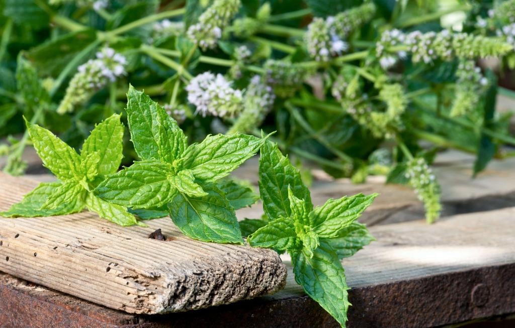 Menthe, Enlèvement