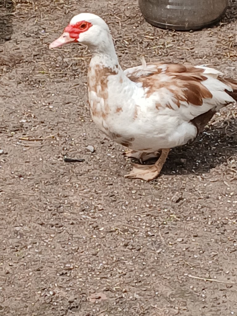Barbarie eend, Dieren en Toebehoren, Vrouwelijk, Eend