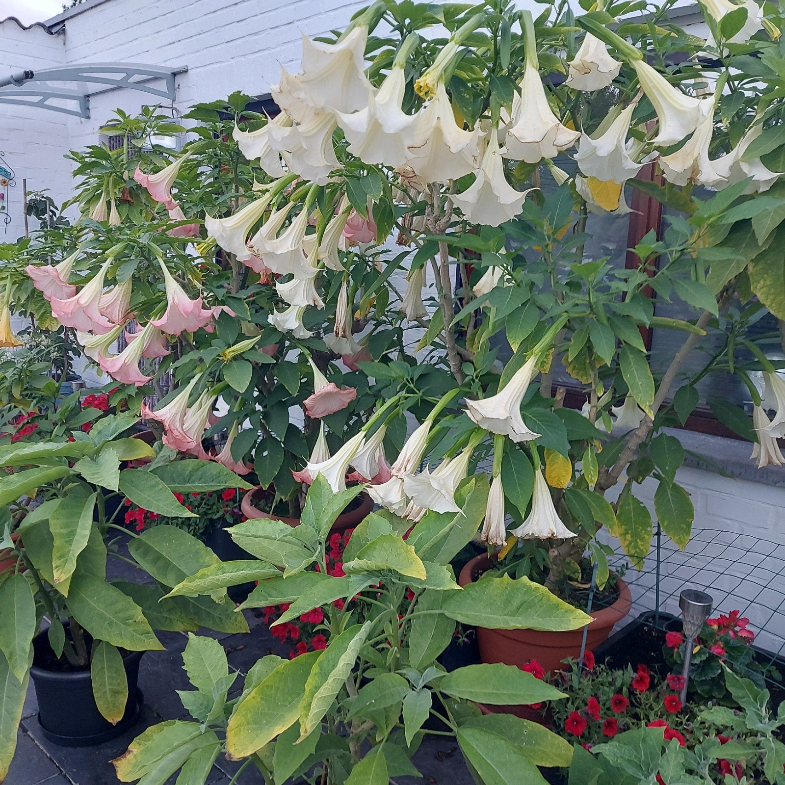Brugmansia, Tuin en Terras, Planten | Tuinplanten, Vaste plant, Halfschaduw, Zomer, Ophalen