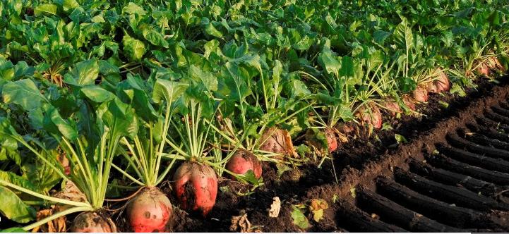 Voederbieten Rialto, Ophalen