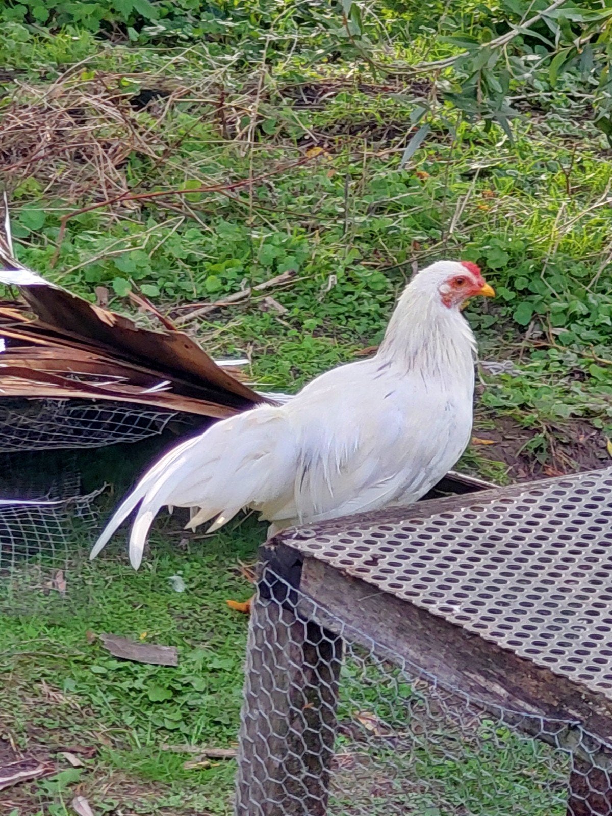 yokohama hoen, Dieren en Toebehoren