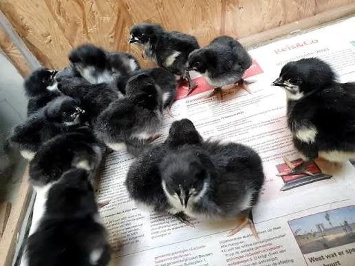 Poussins Australorp, Sexe inconnu, Poule ou poulet