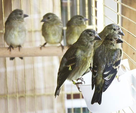 Jonge zwartkopsijsen ek 2026, Dieren en Toebehoren, Vogels | Kanaries