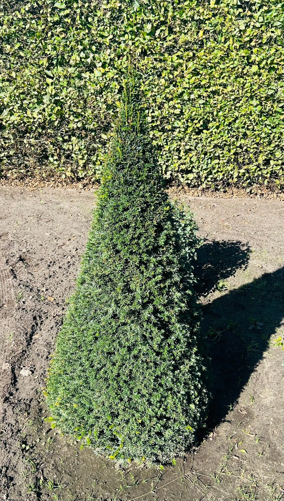 Taxus baccata kegel, Ophalen, Taxus