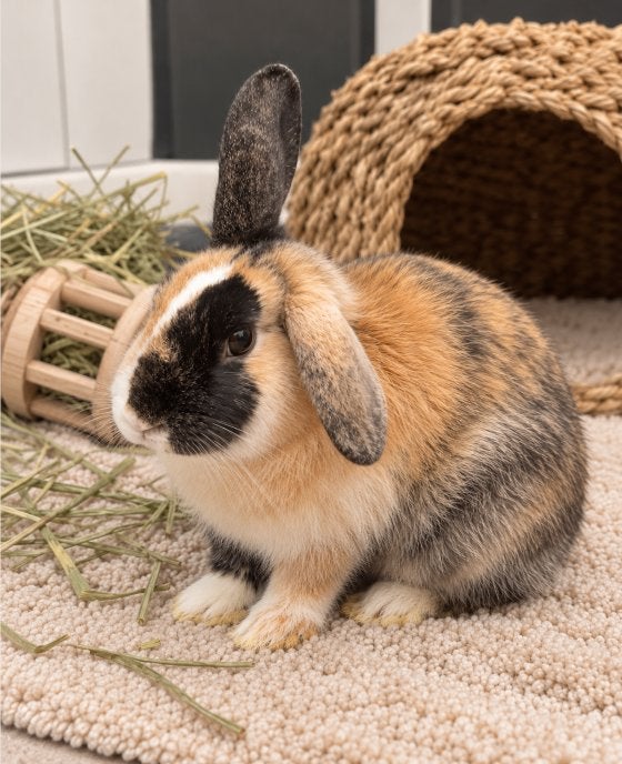 Lieve driekleurige voedster van 15 weken zoekt warme thuis, Dieren en Toebehoren, Vrouwelijk, Dwerg, 0 tot 2 jaar