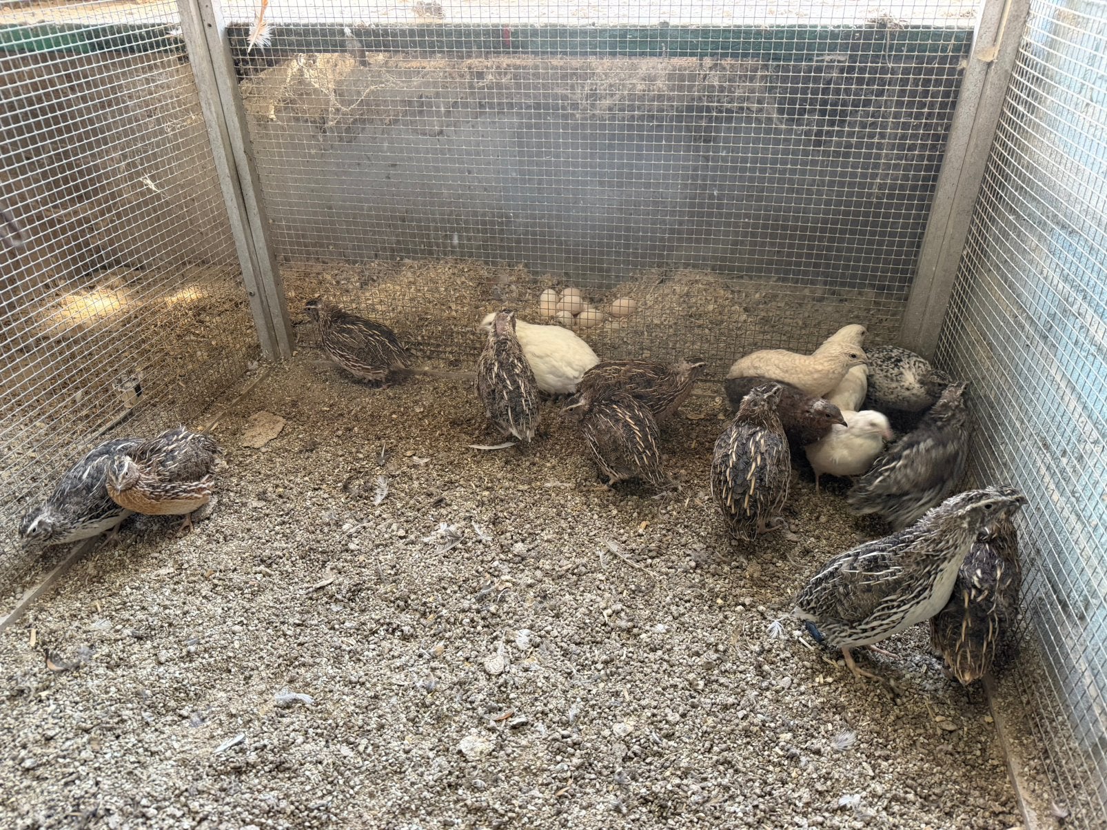 Japanse kwartel hanen, Dieren en Toebehoren, Pluimvee