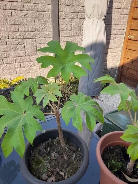 Le Tetrapanax papyrifera Rex., Ophalen
