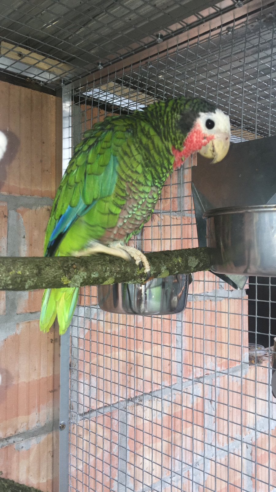 Cuba amazone, Meerdere dieren, Papegaai, Geringd