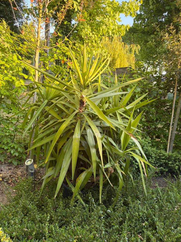 Yucca, Ophalen