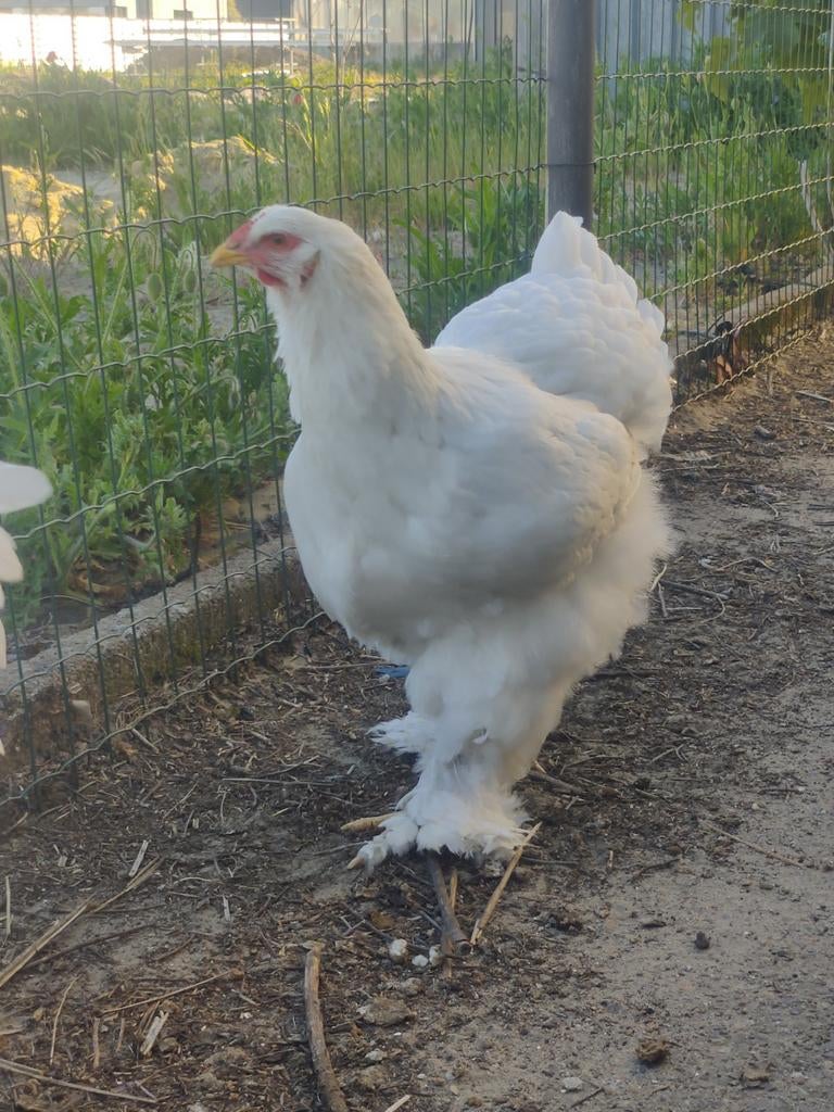 Brahma wit 25 weken, Meerdere dieren, Kip