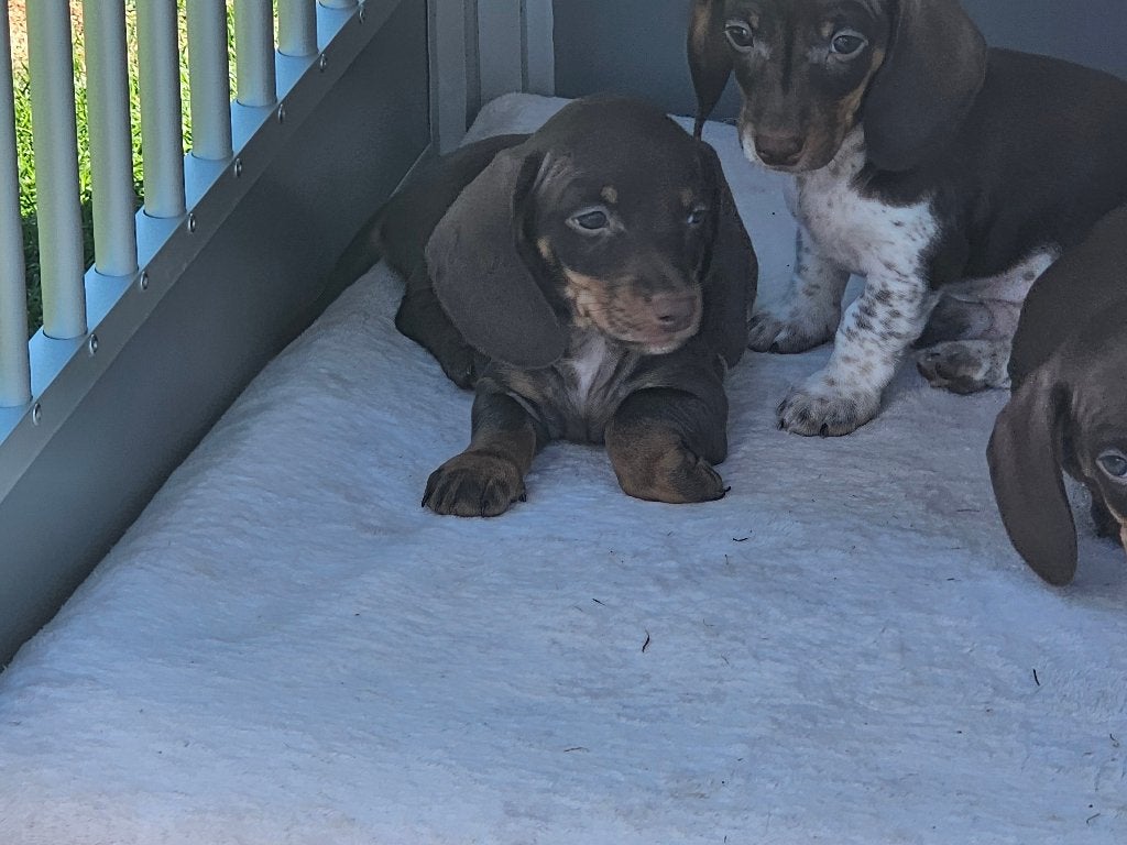 Gladharige dwerg teckel pups, Dieren en Toebehoren, Honden | Teckels en Dashonden, België, Fokker | Hobbymatig, Parvo, 8 tot 15 weken
