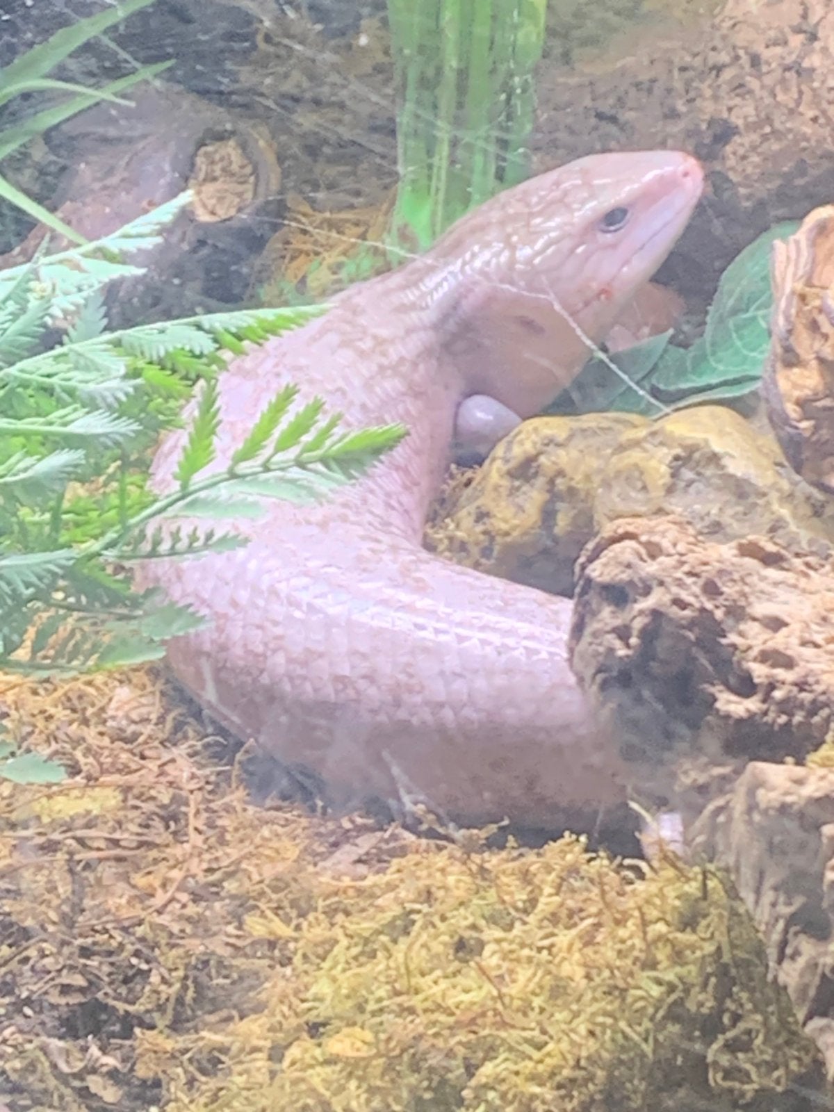 Tanimbar (Tiliqua scincoides chimaera) silver phase, Animaux & Accessoires, Reptiles & Amphibiens, Lézard, Avec terrarium, 3 à 6 ans