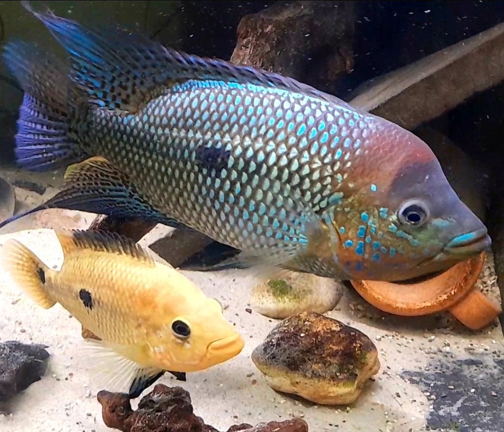 Kronoheros Umbriferus, Dieren en Toebehoren, Vis, Zoetwatervis