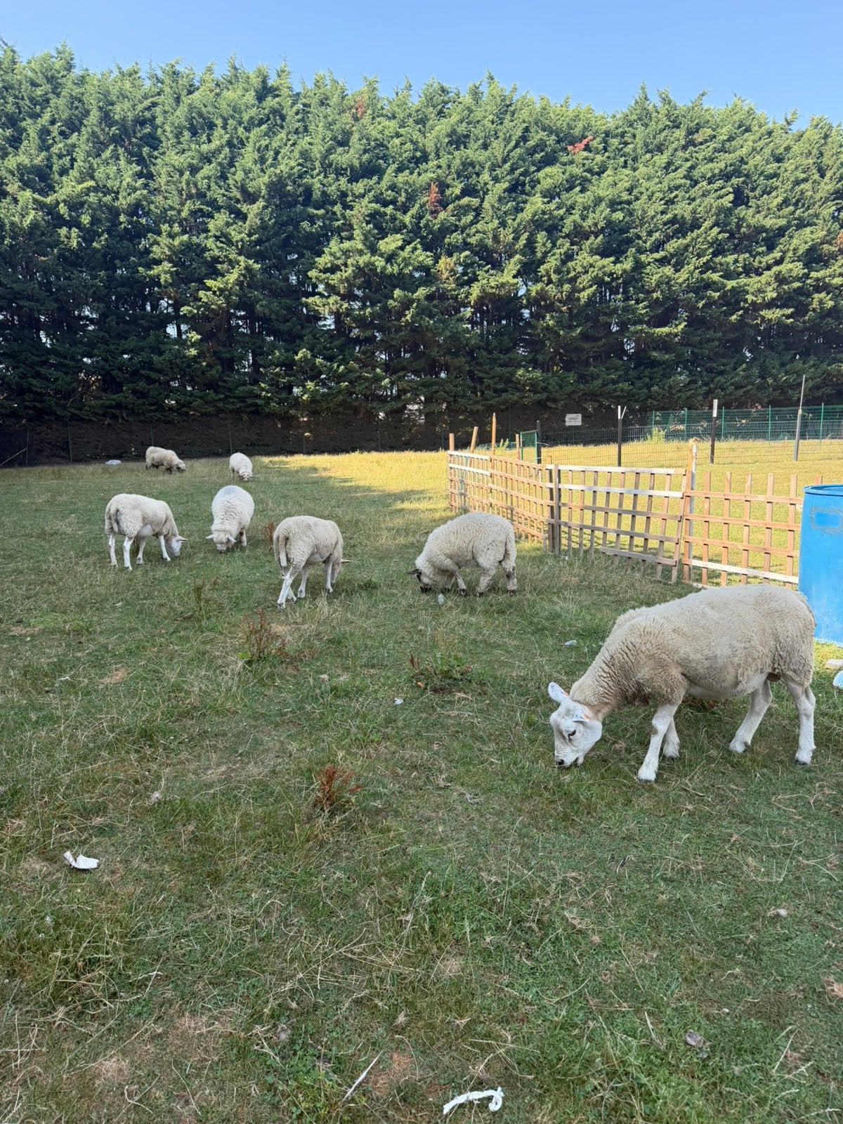 Te koop schaap, Schaap