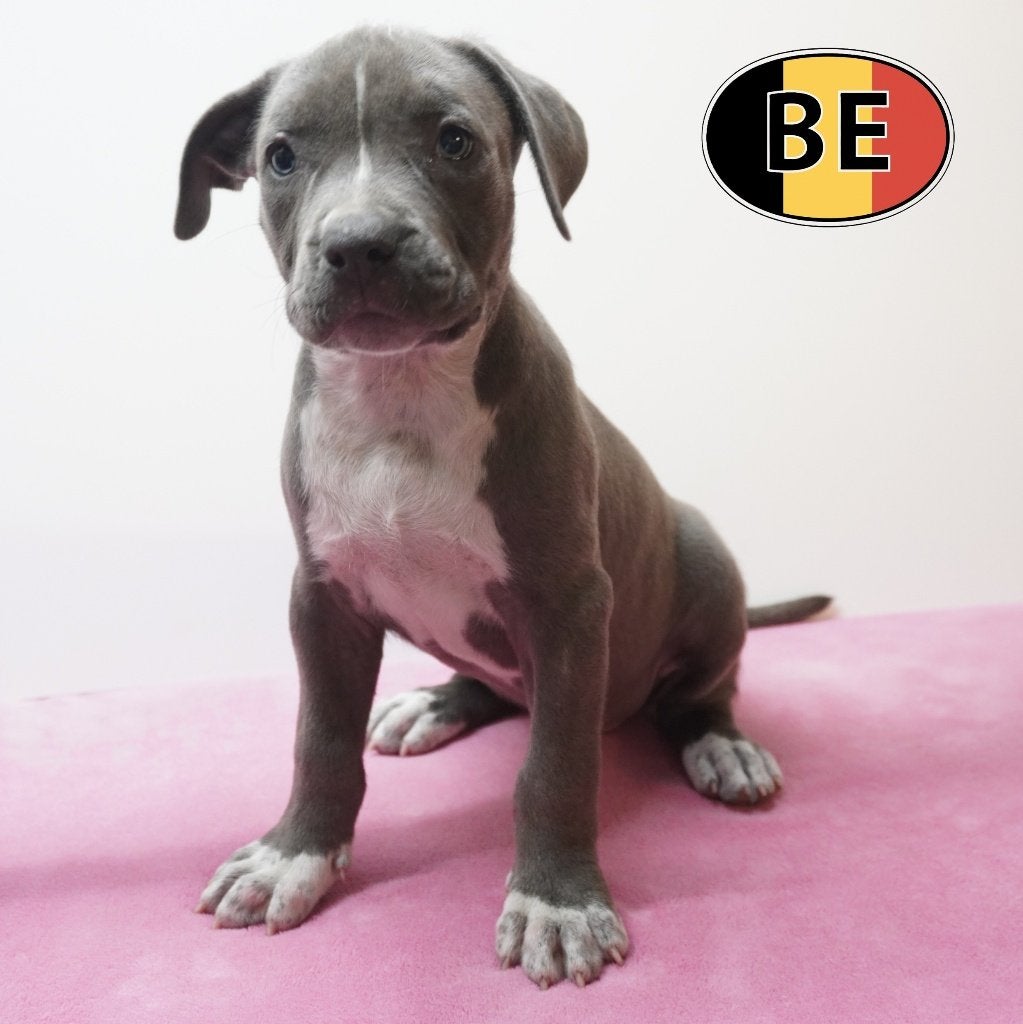 American Staff. pups met een rustige kracht te koop, Dieren en Toebehoren, Honden | Jack Russells en Terriërs, Parvo, België, Handelaar