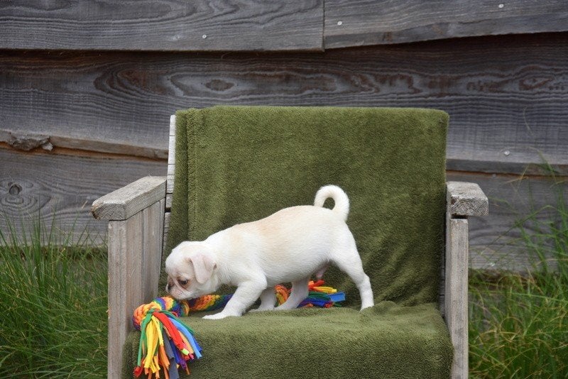 Prachtige Retro Mops pup, Dieren en Toebehoren, Parvo, België, Reu, 8 tot 15 weken