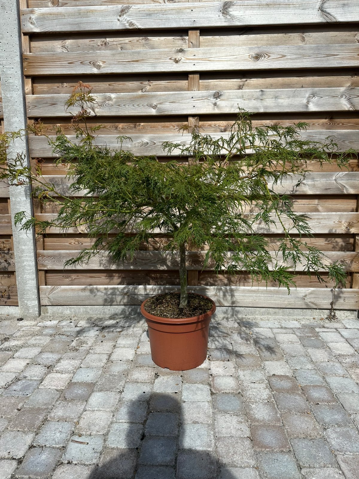 Japanse esdoorn, Tuin en Terras, Ophalen