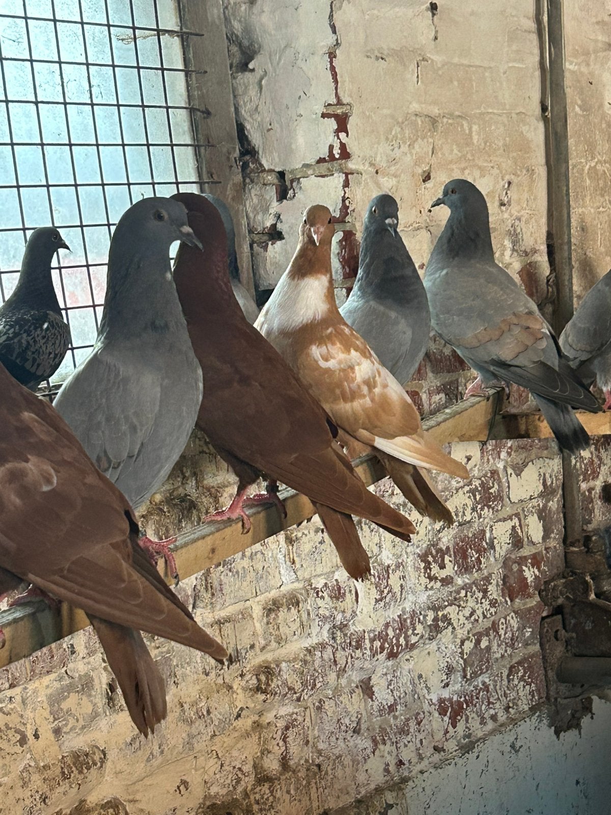 20 stuks ras zuivere cauchois duiven 2026, Dieren en Toebehoren, Vogels | Duiven, Meerdere dieren, Overige soorten
