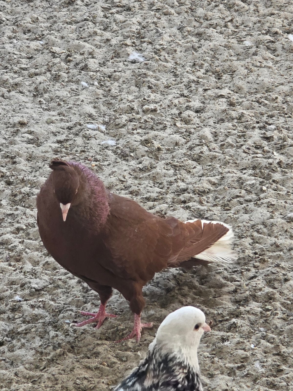 Toghi soror. IRAN., Animaux & Accessoires, Oiseaux | Pigeons